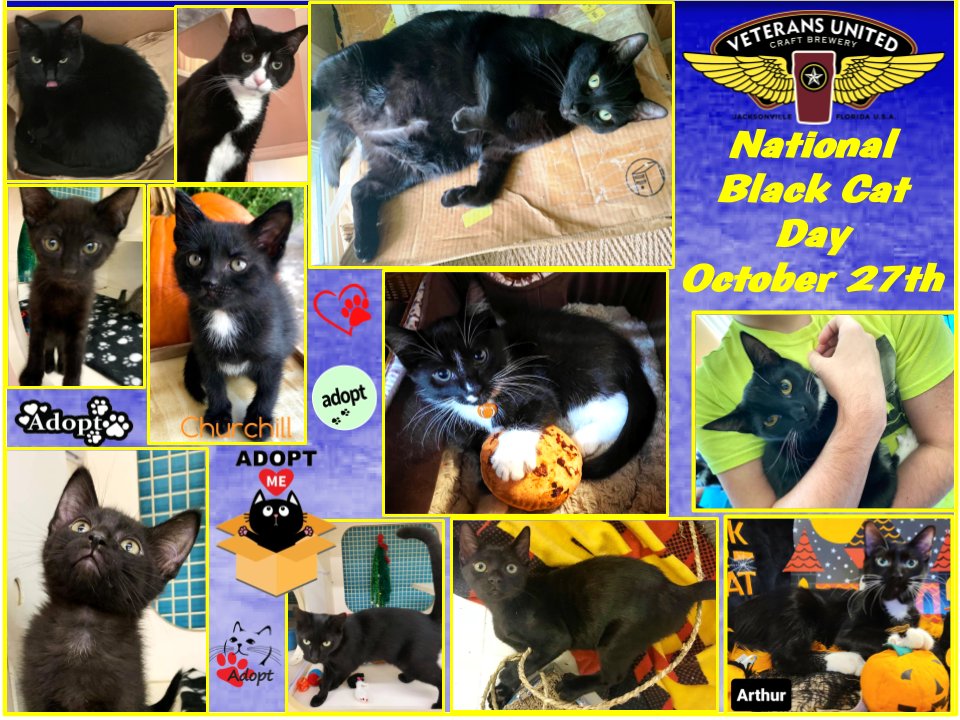 Adopt yourself 9 LIVES of ❤️ & a HOUSE PANTHER
- black 🐈⬛ make great 🍺 🐈⬛🐈⬛🐈⬛!
🍺🐈🐾❤️
black 🐈⬛are GOOD LUCK!
LOTS of great shelters & rescues in the greater JAX area!
#BlackCat #blackcats #BeerOClock #CraftBeer #Jacksonville #CatsOfTwitter #cats #Caturday #meow #meowed https://t.co/60SmNCZoag
