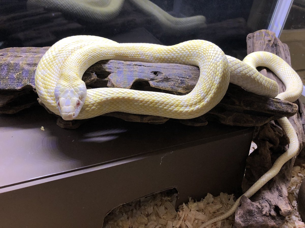 Nautilus Python Regius 今日も白蛇様は美しい姿で爆睡しておられましたwww アルビノアオダイショウ Nautilus Python Regius 今日も白蛇様は美しい姿で爆睡しておられましたwww アルビノアオダイショウ