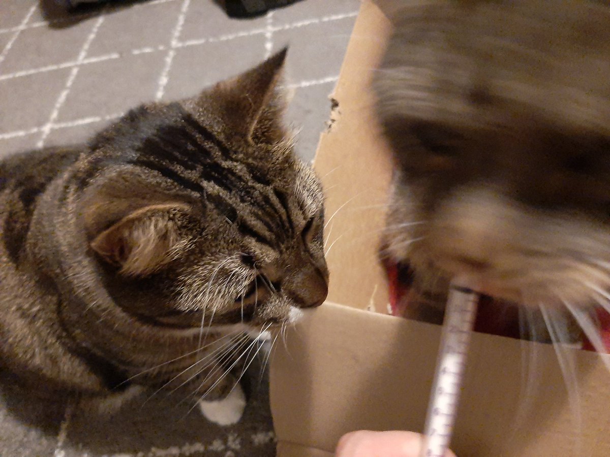 People always say that giving medicine to cats is hard. Here i have to fucking fight off Randys brother Ricky cause they both want it so much!😱😄
#CatsOfTwitter
#cats #Caturday https://t.co/iszHTG6kwq