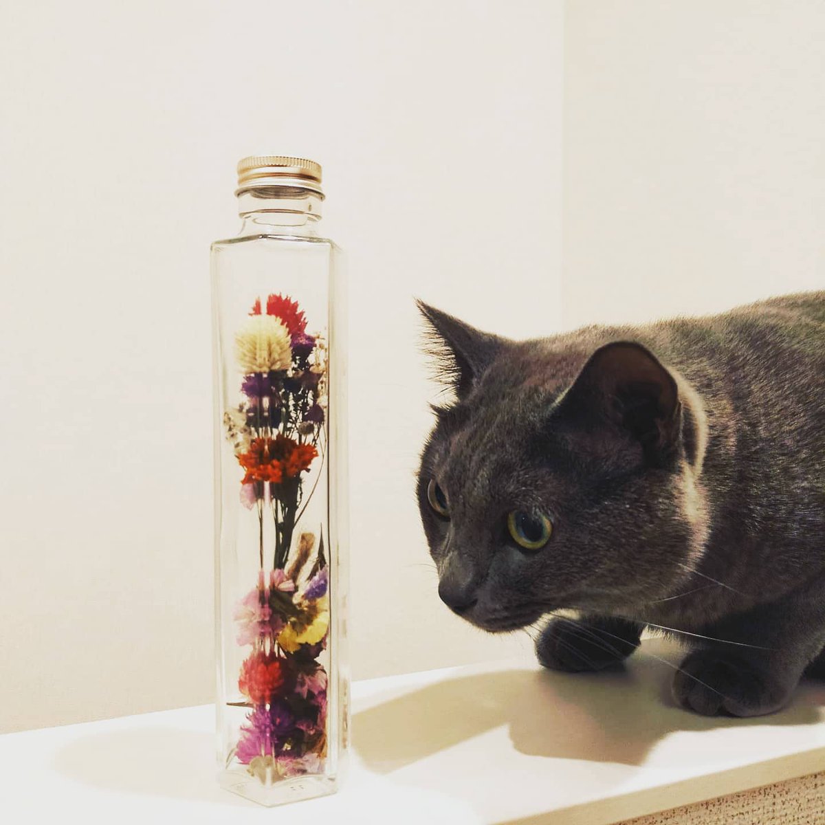 ねこせんせい