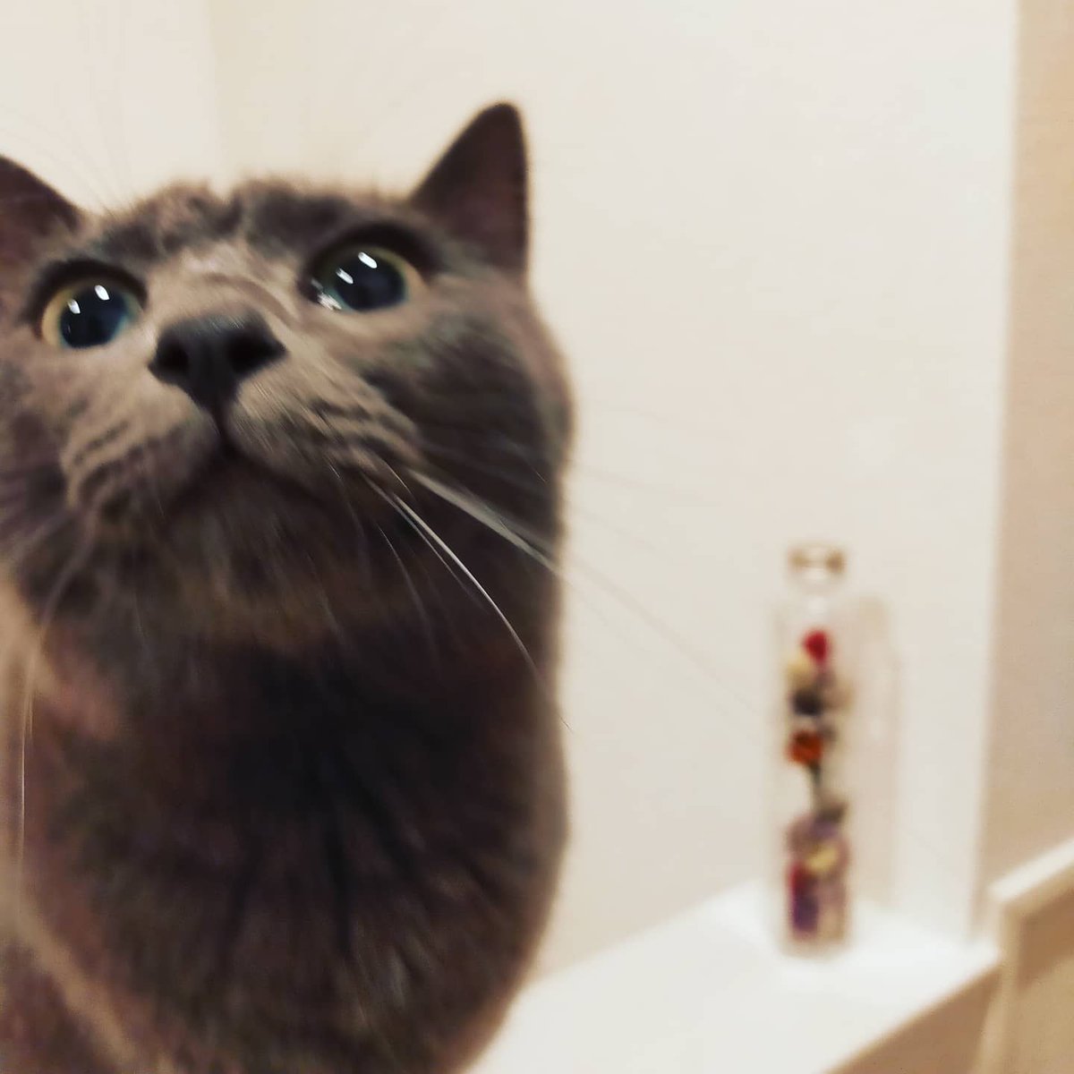 ねこせんせい