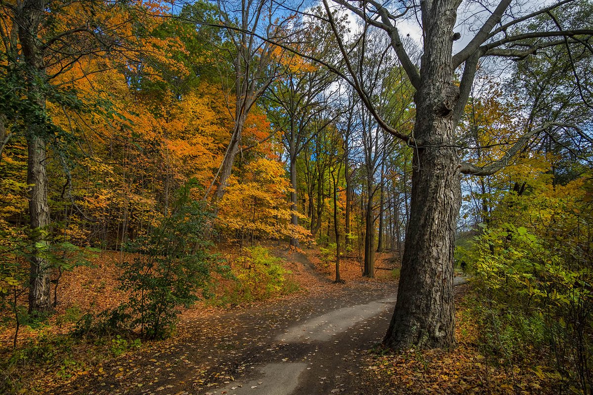 rickmcginnis's tweet photo. More #lockdowntravel on my TRAVEL PHOTO BLOG today - fall colours along the West Don and Taylor-Massey Creek. https://t.co/ZmXpzpX3FD #TravelTuesday #Toronto #travelblogtuesday #travelphotography #travelblogger #fallcolors #fallcolours #travelphotoblog https://t.co/6CrTShpz47