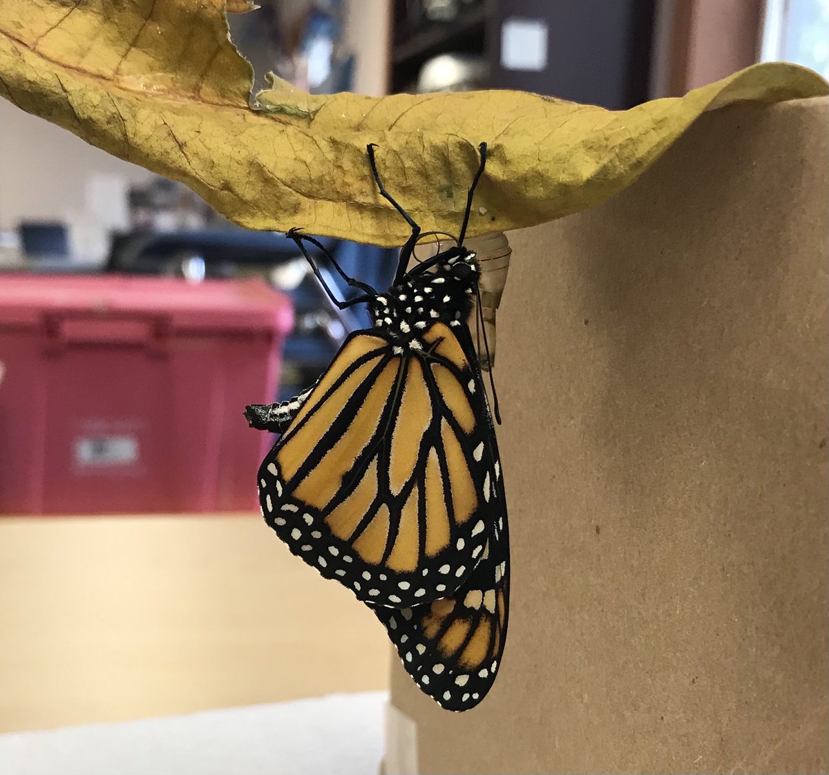 KDwyerSTEM's tweet photo. Last monarch of the season for me https://t.co/JBCJTwEXWy