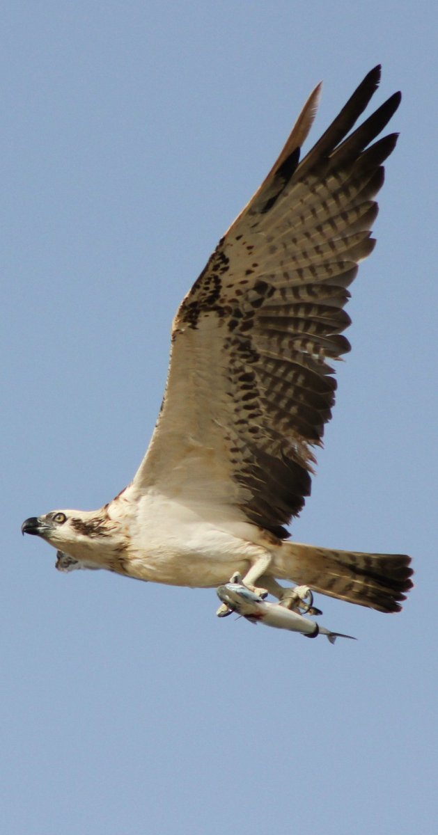 حمدان سليمان البلوي tweet media