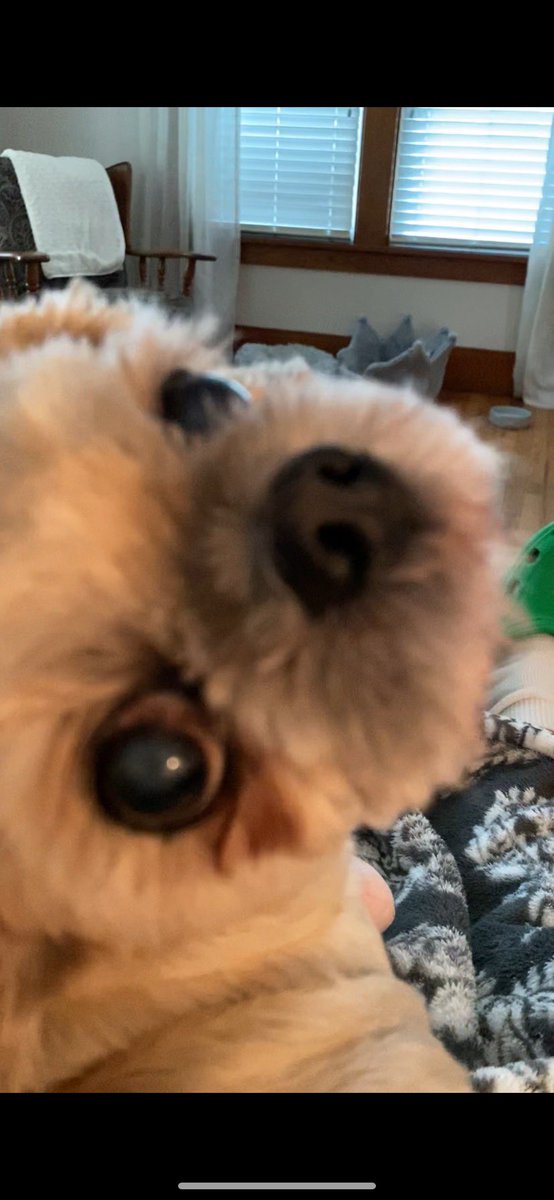 Hudson is flirting again!  I love this grand dog.