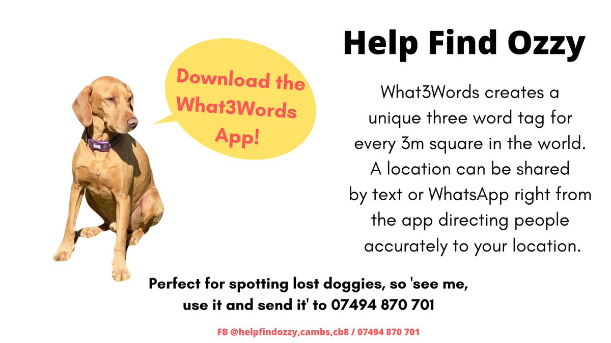 Giving a good location for a lost dog sighting is GOLD. Get What3Words and put our number into your phone under Ozzy if you are in Cambridgeshire please. Thank you x #lostdog #Cambs #HelpFindOzzy #vizsla #rescuedog