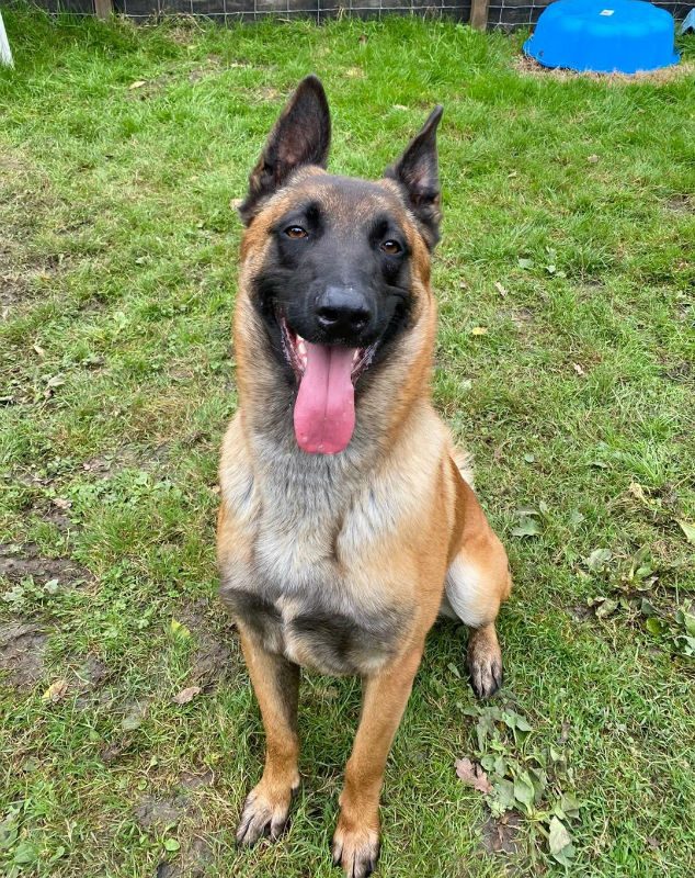 elite german shepherd rescue