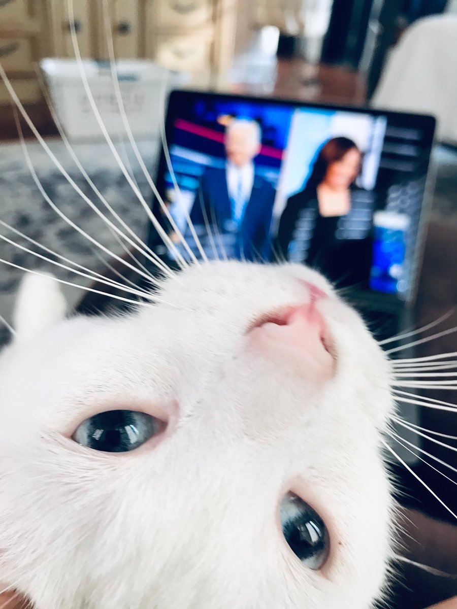 AmyGignesi's tweet photo. Pinky and Coco want to know: have YOU made your plan to vote?

https://t.co/mlEi7RkZTT https://t.co/LOhgUdW5ux