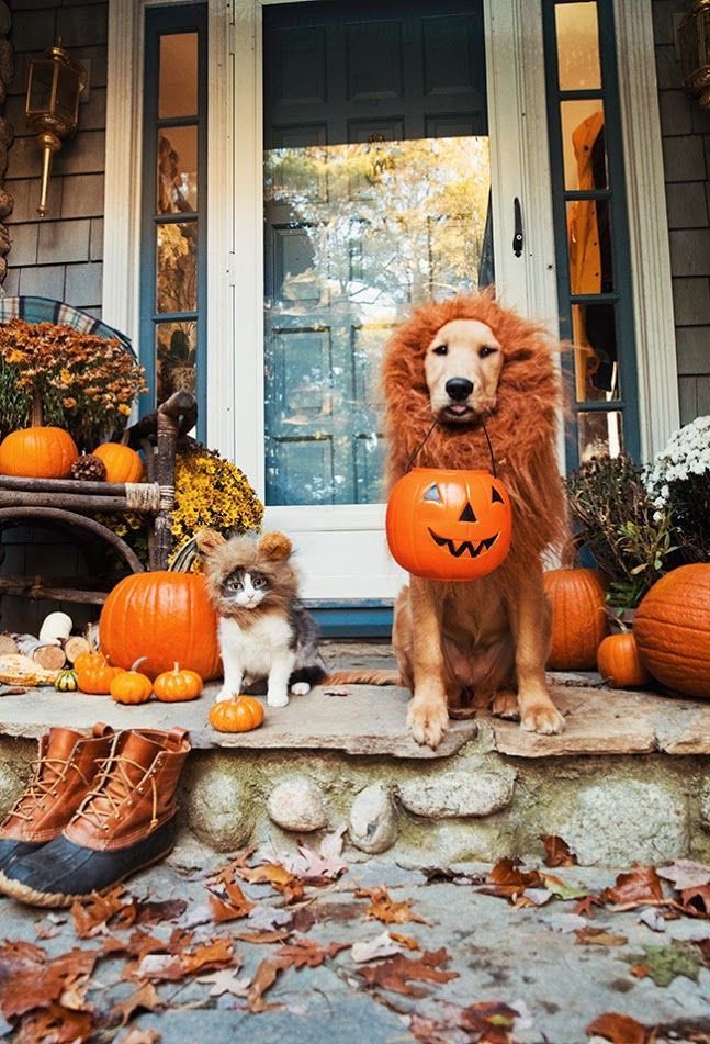 VHMuncie's tweet photo. Tag us in a photo of your pet dressed up for Halloween by 6pm tomorrow for a chance to win a BarkBox/MeowBox! The winner will be posted on Friday the 30th! Follow us on IG for more information 🍂🐾🎃🦴@varsityhousemuncie https://t.co/CltkOG2OfD