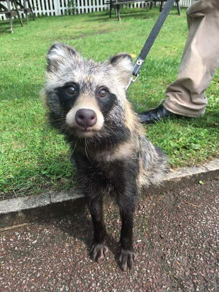 AlanDaffern's tweet photo. ***Bear***
Adult #neutered and #microchipped black/grey male #RacoonDog
#Lost 19th October 2020
#Missing Eastgate #Sleaford #Lincolnshire #NG34
Bear was last sighted on the #A17 near #Helpringham
https://t.co/5alE12KydH
https://t.co/nCwfiQNhul https://t.co/QvdcVr7hw4