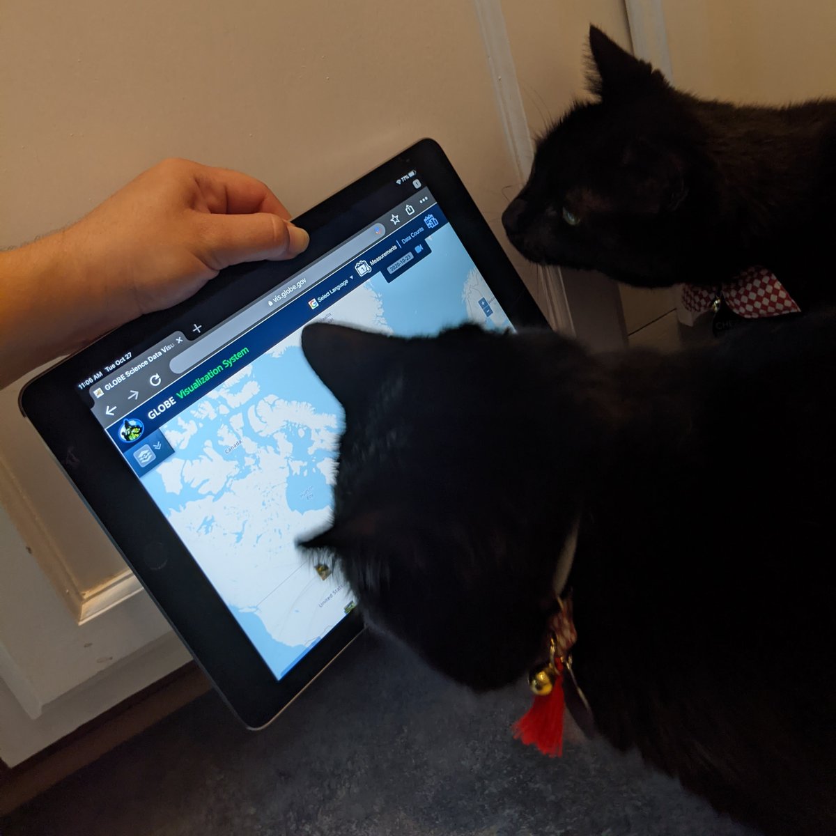 GLOBEProgram's tweet photo. For #NationalBlackCatDay, our feline friends are here to show us how it’s done-- from safely observing the outside world to coming inside to explore our data! #CatSci #CatizenScience #CatsinScience https://t.co/1Kg1rLWP0c