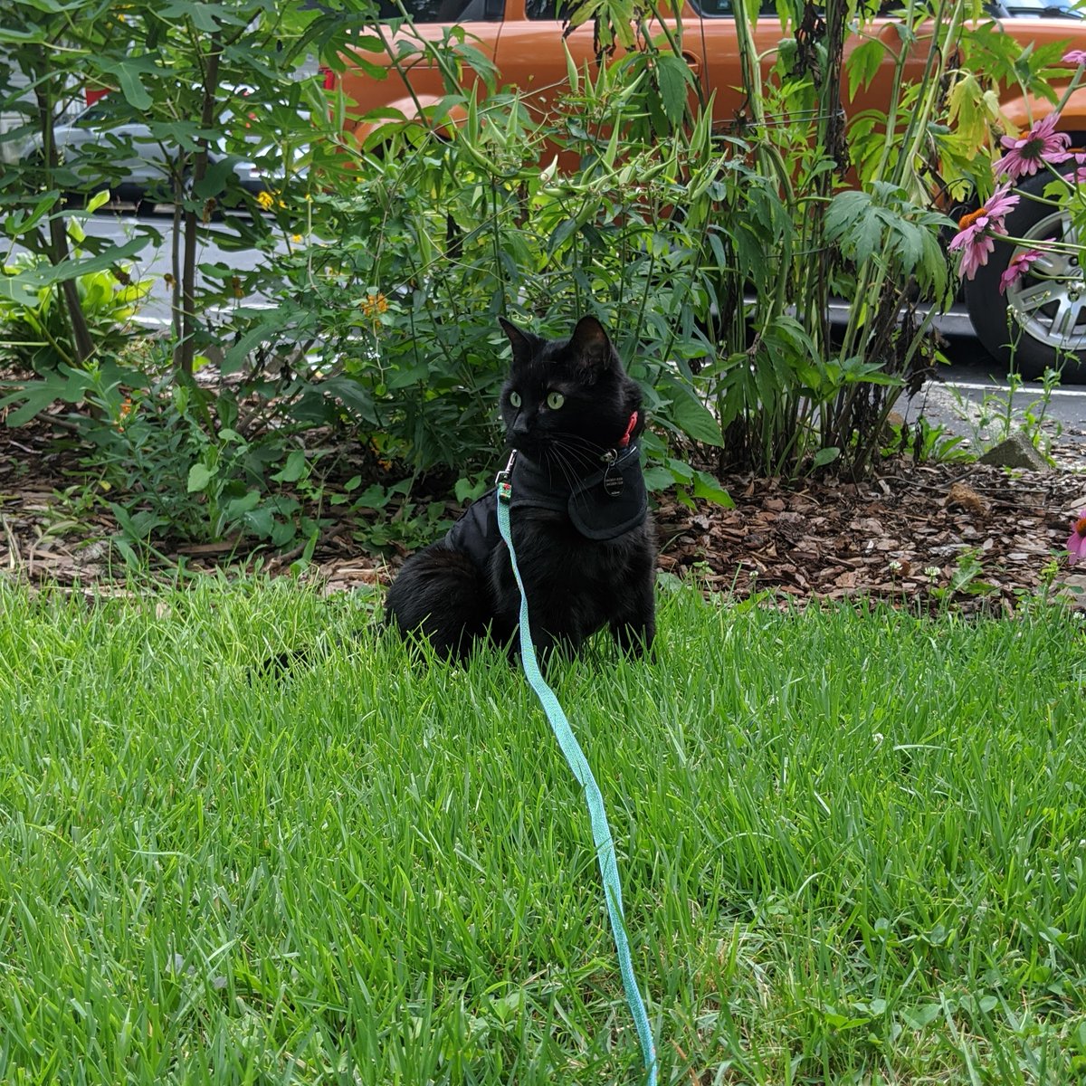 GLOBEProgram's tweet photo. For #NationalBlackCatDay, our feline friends are here to show us how it’s done-- from safely observing the outside world to coming inside to explore our data! #CatSci #CatizenScience #CatsinScience https://t.co/1Kg1rLWP0c