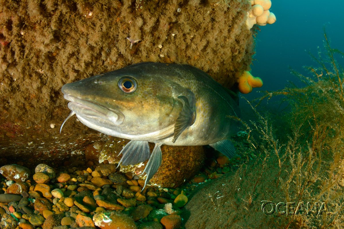 OceanaEurope's tweet photo. .@EU_Commission proposal on 2021 #fishing opportunities for > 23 #NEAtlantic stocks out today. #catchlimits in line with scientific advice for fully-assessed stocks, but EC half-hearted on data-poor stocks. Follow the science to #EndOverfishing Read more: https://t.co/NHFuGvTznF https://t.co/DUVZtzTplI