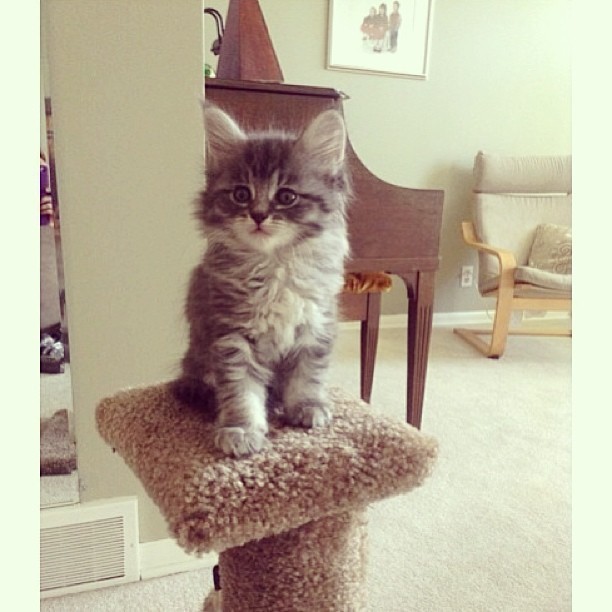 I used to love dogs until I discovered cats. – Nafisa Joseph
#petsluver #kittens #catsontwitter #caturday #pets https://t.co/ZIZInsnTju