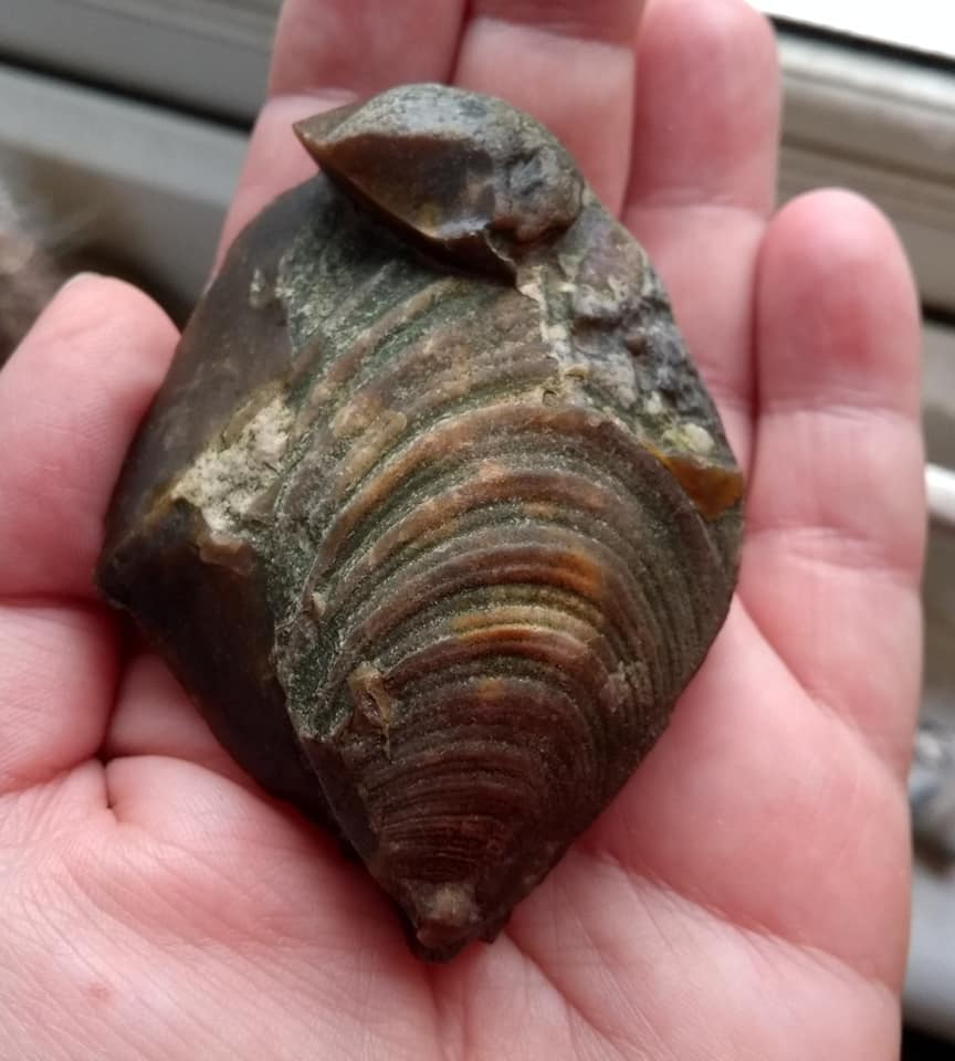 Eclectica64's tweet photo. Excited to find this  fossil whilst out mudlarking on the Thames, I believe it is an Inoceramus from the Cretaceous period! It just goes to show you really never know what you will find! #fossil #mudlarking #RiverThames #London #bivalve https://t.co/ilo1UHGUtN