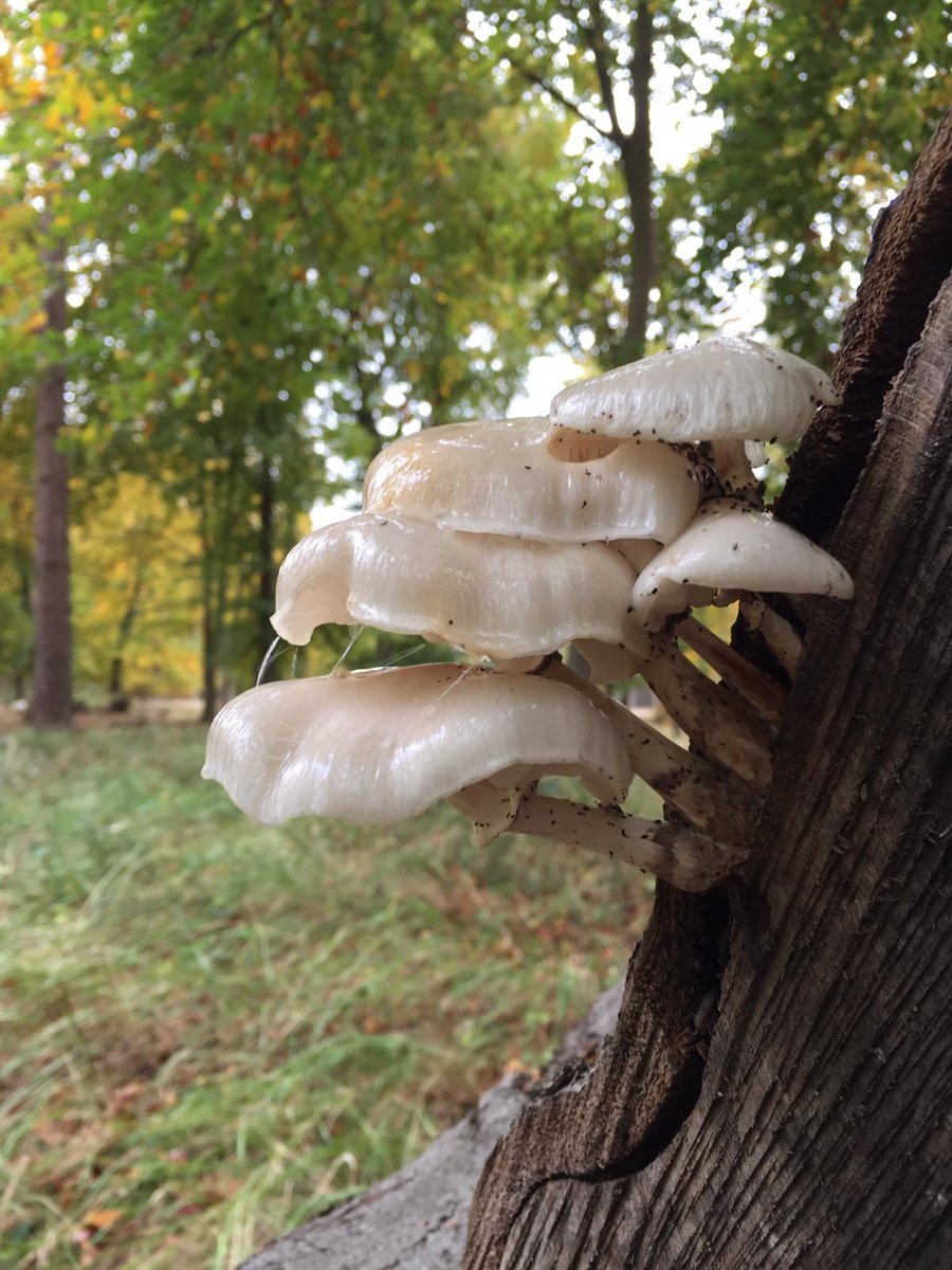 CCI_Cambridge's tweet photo. Some of our staff have been out in the woods lately- look at this beautiful collection of fungi they've spotted! Remember to look down as well as up when you're out and about 🍄🍄🍄#Autumnwatch https://t.co/CKrhq8FO2f