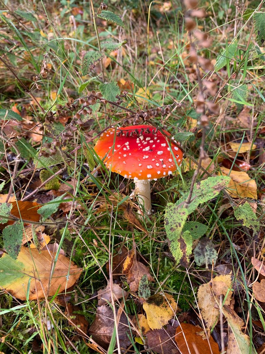 CCI_Cambridge's tweet photo. Some of our staff have been out in the woods lately- look at this beautiful collection of fungi they've spotted! Remember to look down as well as up when you're out and about 🍄🍄🍄#Autumnwatch https://t.co/CKrhq8FO2f