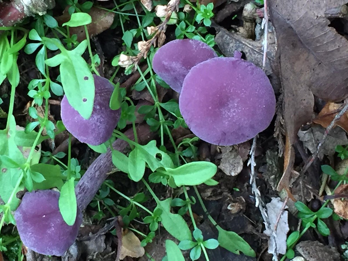 CCI_Cambridge's tweet photo. Some of our staff have been out in the woods lately- look at this beautiful collection of fungi they've spotted! Remember to look down as well as up when you're out and about 🍄🍄🍄#Autumnwatch https://t.co/CKrhq8FO2f