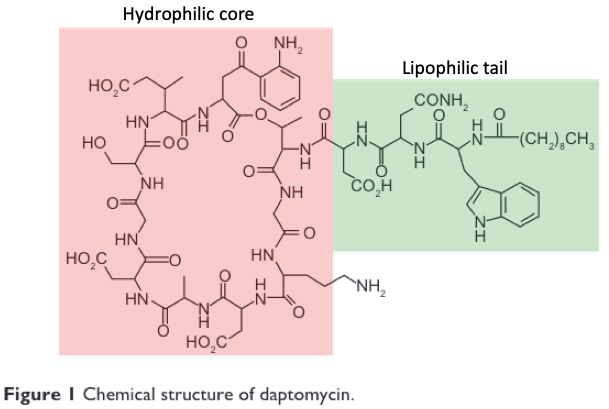 4/Next we need to review daptomycin's structure and mechanism of action. It's structure consists of a hydrophilic lipoprotein core with a lipophilic, fat-soluble “tail”. https://www.ncbi.nlm.nih.gov/pmc/articles/PMC3108743/