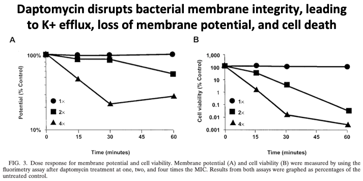 6/Once inserted into a bacterium's cellular membrane, daptomycin disrupts its integrity.  This disruption leads to K+ efflux out of the cell and loss of membrane potential, which causes failure of cellular machinery and eventually cell death. https://www.ncbi.nlm.nih.gov/pmc/articles/PMC166110/