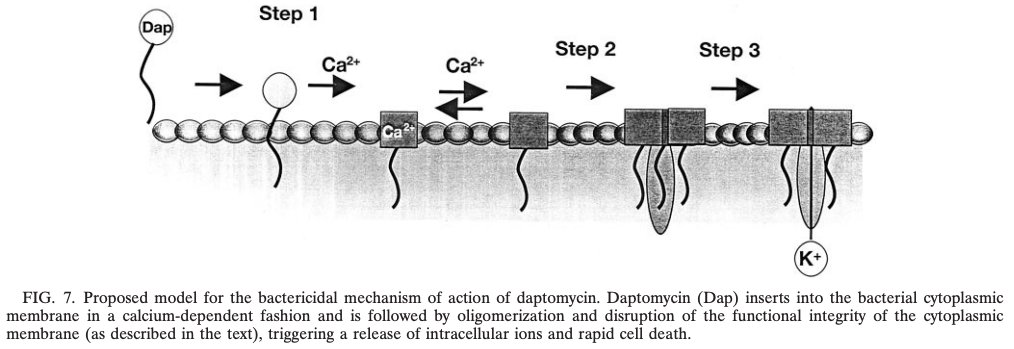 6/Once inserted into a bacterium's cellular membrane, daptomycin disrupts its integrity.  This disruption leads to K+ efflux out of the cell and loss of membrane potential, which causes failure of cellular machinery and eventually cell death. https://www.ncbi.nlm.nih.gov/pmc/articles/PMC166110/