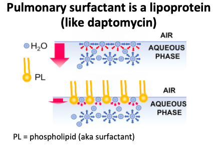 8/(Very) brief pulmonary surfactant review:Surfactant, similar to daptomycin, is a lipoprotein with fat and water soluble components. It reduces surface tension at the air-liquid interface in the lung and prevents alveolar collapse. https://pubmed.ncbi.nlm.nih.gov/30552091/ 