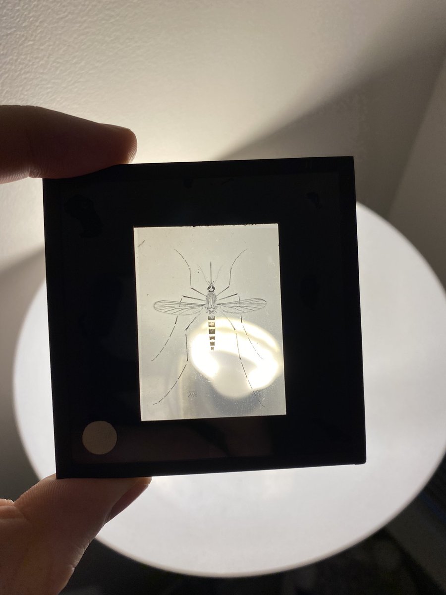 DanPeach3's tweet photo. In honour of the @EntSocBC #ESBC2020 conference #showandtelltuesday check these out! Long before PowerPoint, one tool entomologists would use in presentations were these glass “magic lantern slides”. These are a century old and taken of BC mosquitoes by E. Hearle after WW1. 1/n https://t.co/IlUcfS0Jo9