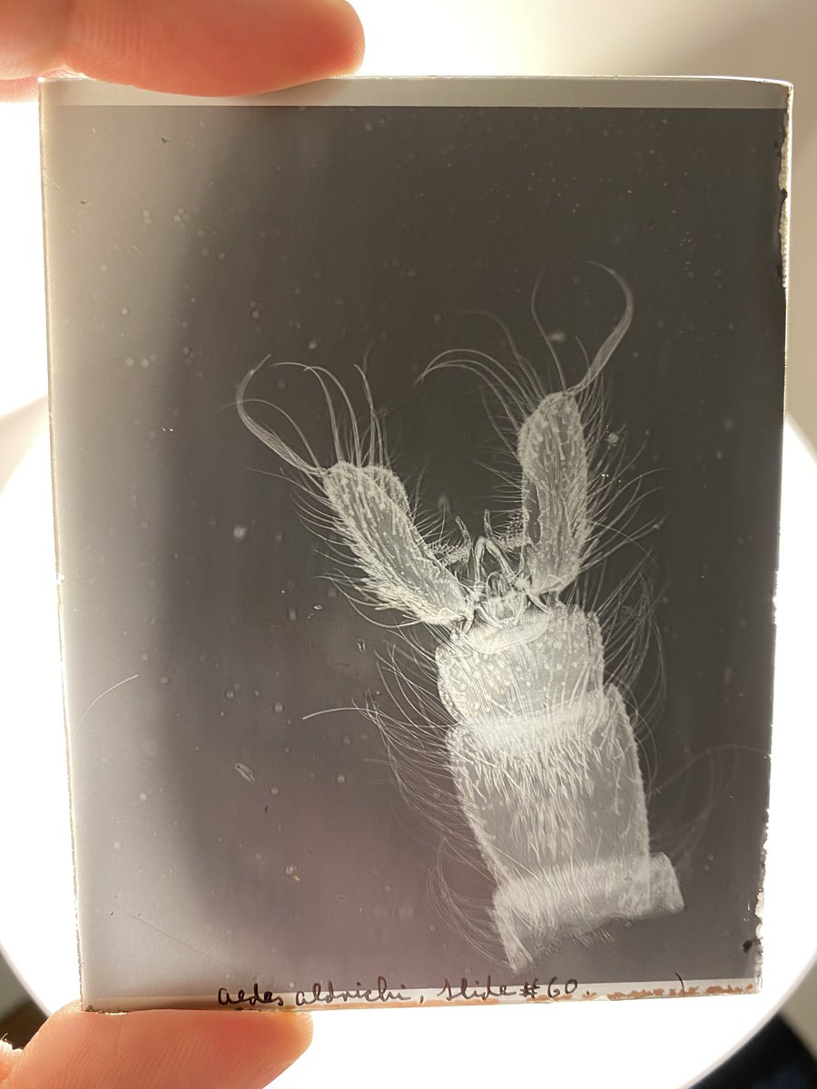 DanPeach3's tweet photo. In honour of the @EntSocBC #ESBC2020 conference #showandtelltuesday check these out! Long before PowerPoint, one tool entomologists would use in presentations were these glass “magic lantern slides”. These are a century old and taken of BC mosquitoes by E. Hearle after WW1. 1/n https://t.co/IlUcfS0Jo9