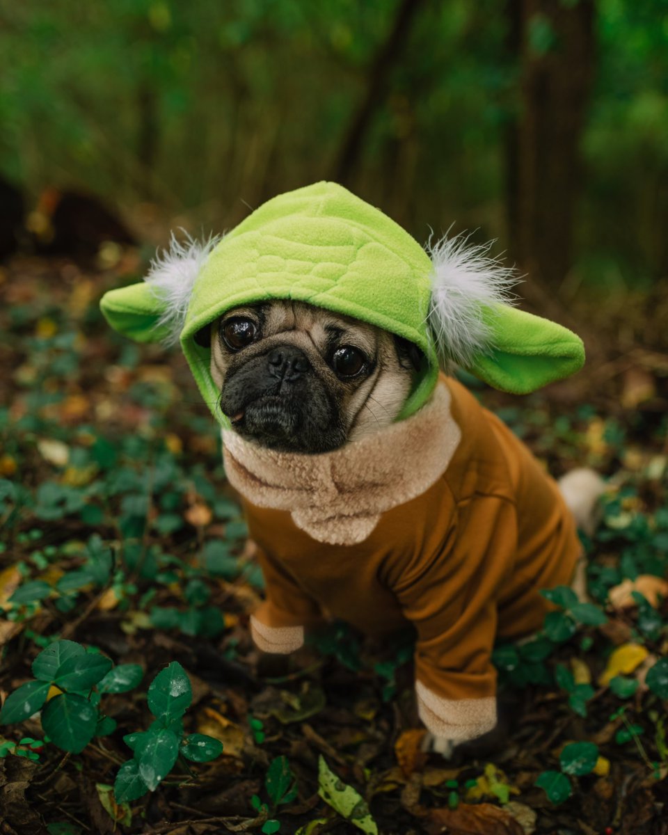 itsdougthepug's tweet photo. Baby Yoda https://t.co/FXh1QEcarM