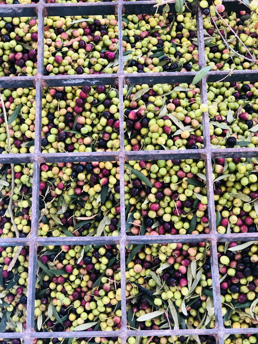 TerrallBorges's tweet photo. Descàrrega de les primeres olives arbequines 🍈
.
.
.
#oove #novacampanya #oliverd #olivergeextraselecció #productesdeproximitat #productesaludable💚 #lesborgesblanques #lesgarrigues https://t.co/LLRH50m3BC