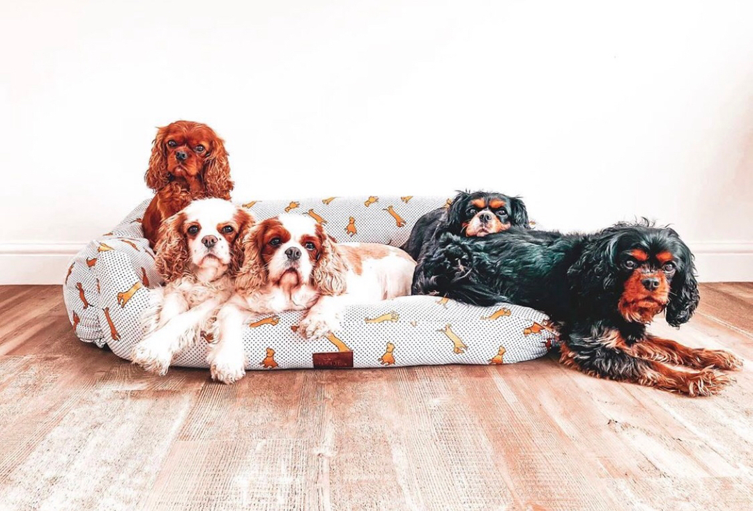 beddies4pets's tweet photo. Cuddle Buddies 🥰

📸: @ediethecav

#beddies4pets https://t.co/9UNV9Hki0N