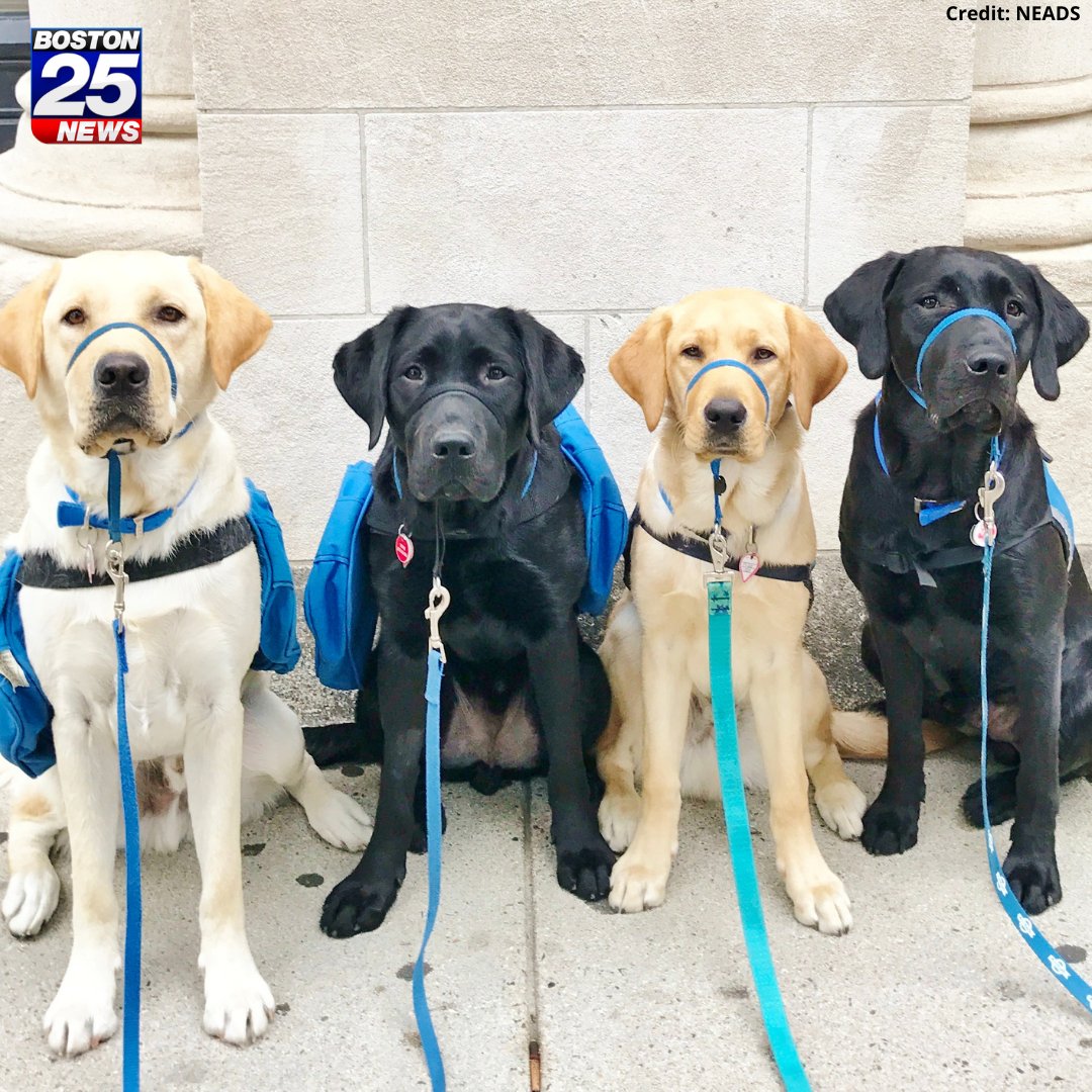 boston25's tweet photo. PUPPY RAISERS NEEDED! The local organization @NEADSdogsย is searching for volunteers to raise puppies who will become future service dogs since its Prison Pup Program was suspended due to COVID-19. https://t.co/Ks2aAmnnb3 #boston25 #NEADSdogs https://t.co/oD7jGpTjIj