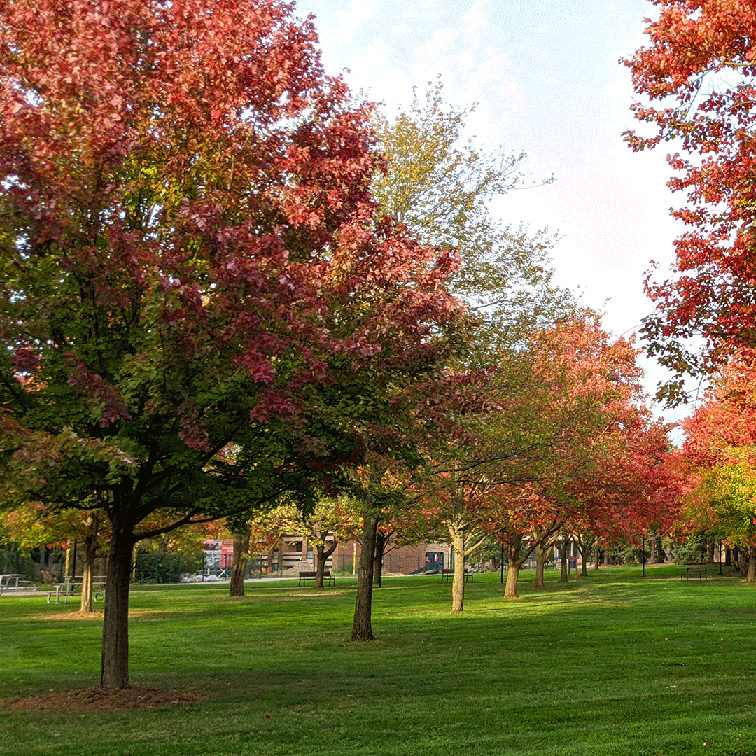BrockUniversity's tweet photo. 🍂 FALLing for these autumn views at #BrockU. https://t.co/6SwbT2Oy3l