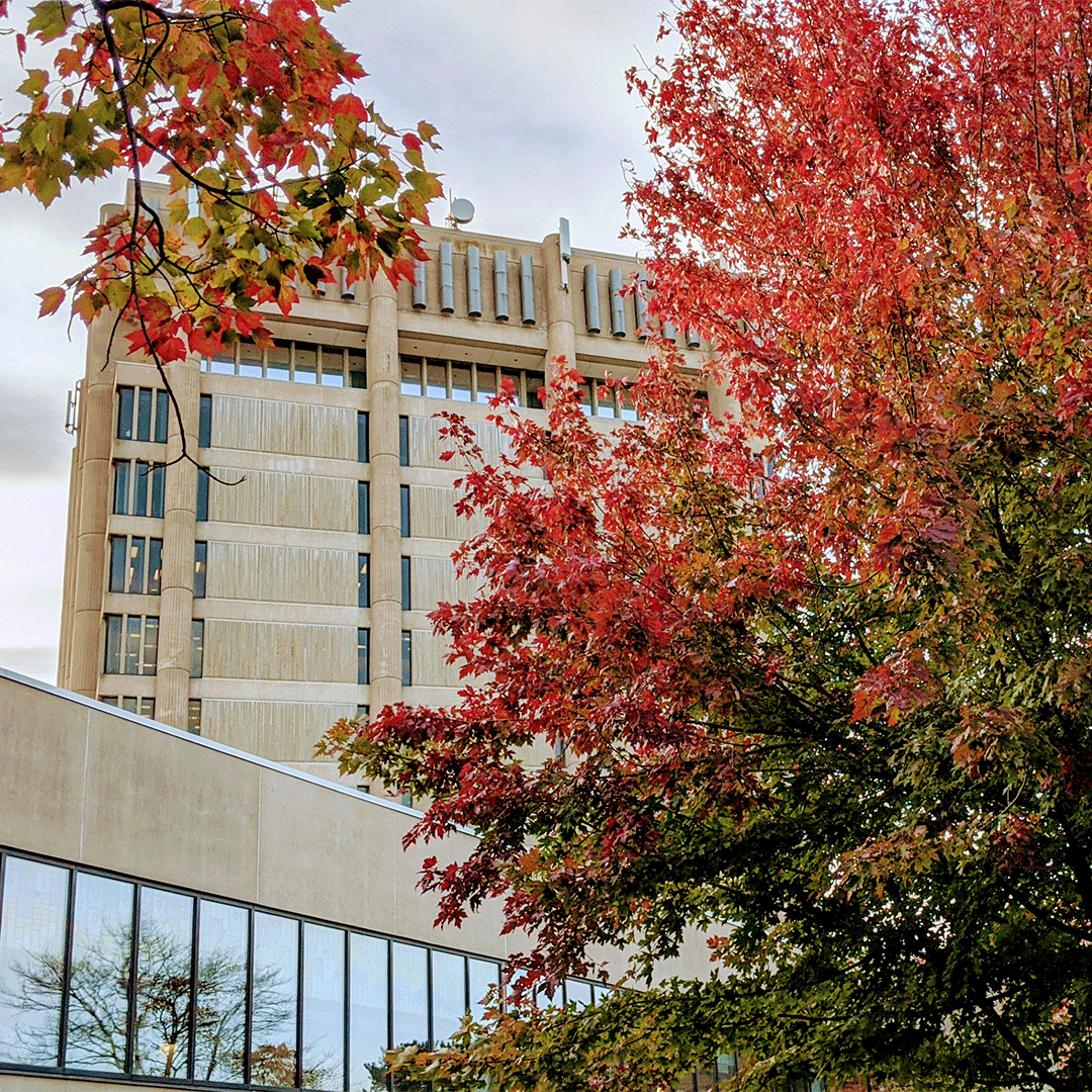 BrockUniversity's tweet photo. 🍂 FALLing for these autumn views at #BrockU. https://t.co/6SwbT2Oy3l