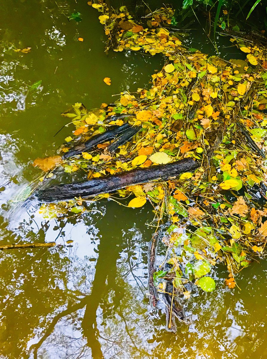 mihaelabucur10's tweet photo. #Autumnwatch #autumnvibes #autumncolours #AutumnHope #autumnleaves 🍂🍁🍂 https://t.co/Q9iAoksL3Q