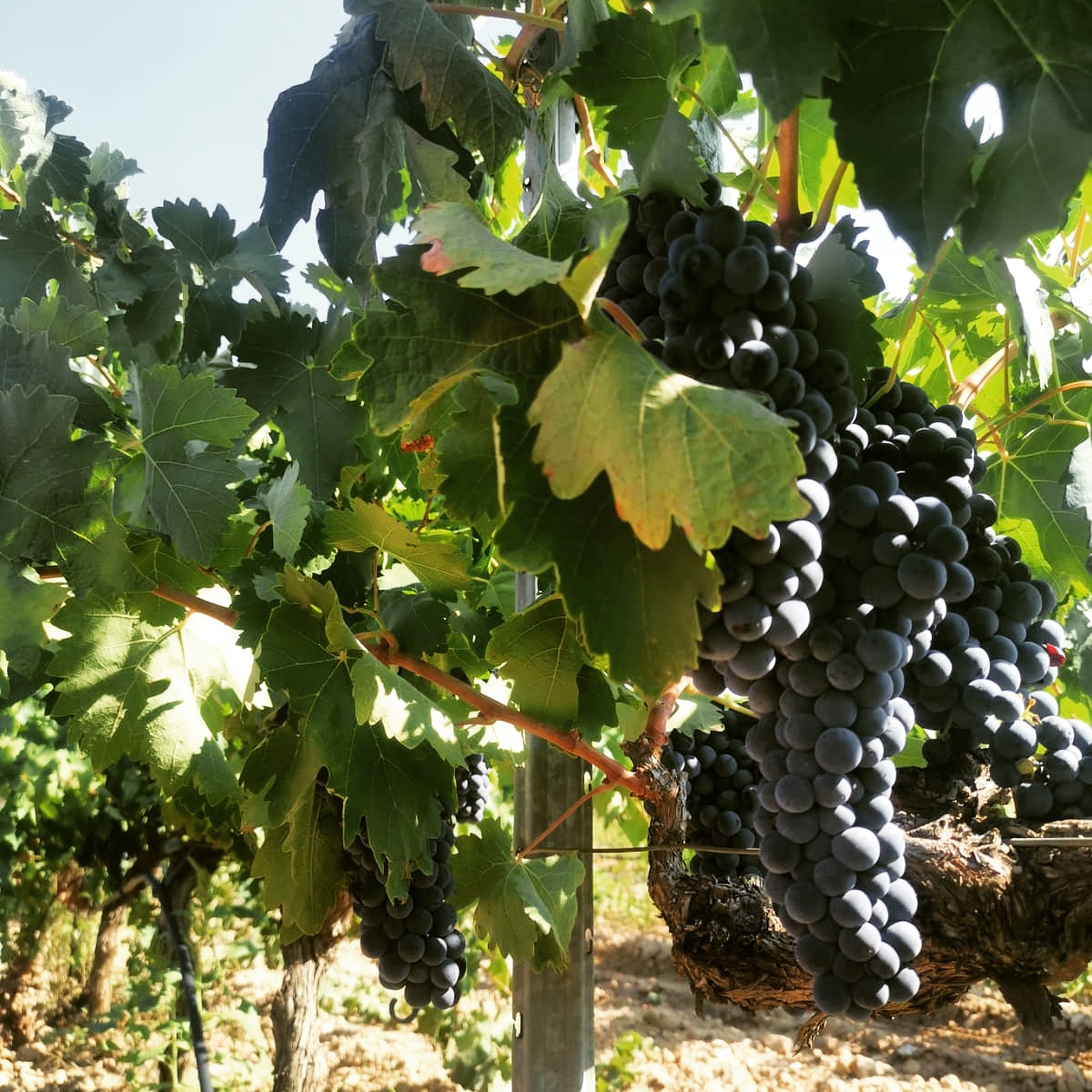 Records de la última verema 😍🍇
-
Recuerdos de la última vendimia 😍🍇
-
#vendimiaterraalta #vendimiar #vendimia #vendimia2020🍇 #verema #verema2020 #verematerraalta #uva