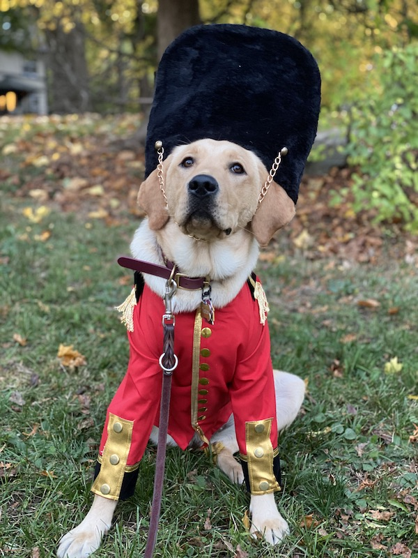 tweeterlabird's tweet photo. are you also struggling to get through this week? might i suggest printing out these pictures of pups making halloween #hallowerk for them? also, vote for your fave (and then go vote for biden):
https://t.co/MGVmy3PSgD https://t.co/A13jJXtvvf