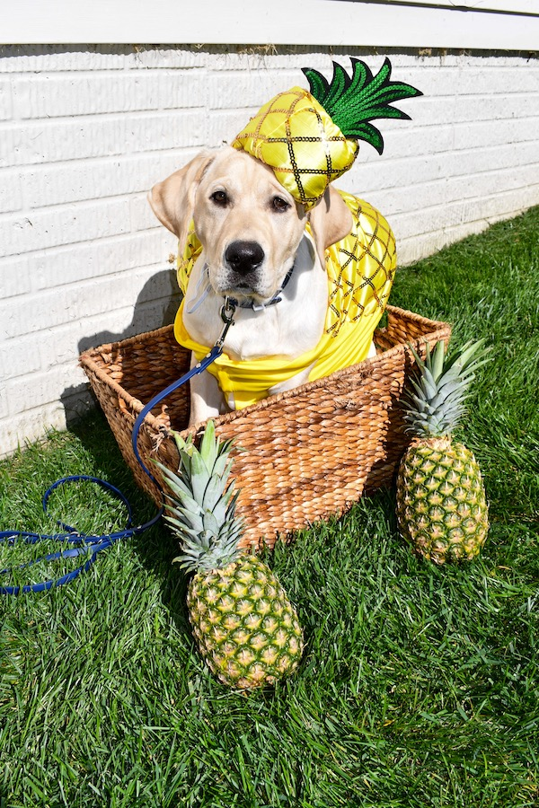 tweeterlabird's tweet photo. are you also struggling to get through this week? might i suggest printing out these pictures of pups making halloween #hallowerk for them? also, vote for your fave (and then go vote for biden):
https://t.co/MGVmy3PSgD https://t.co/A13jJXtvvf