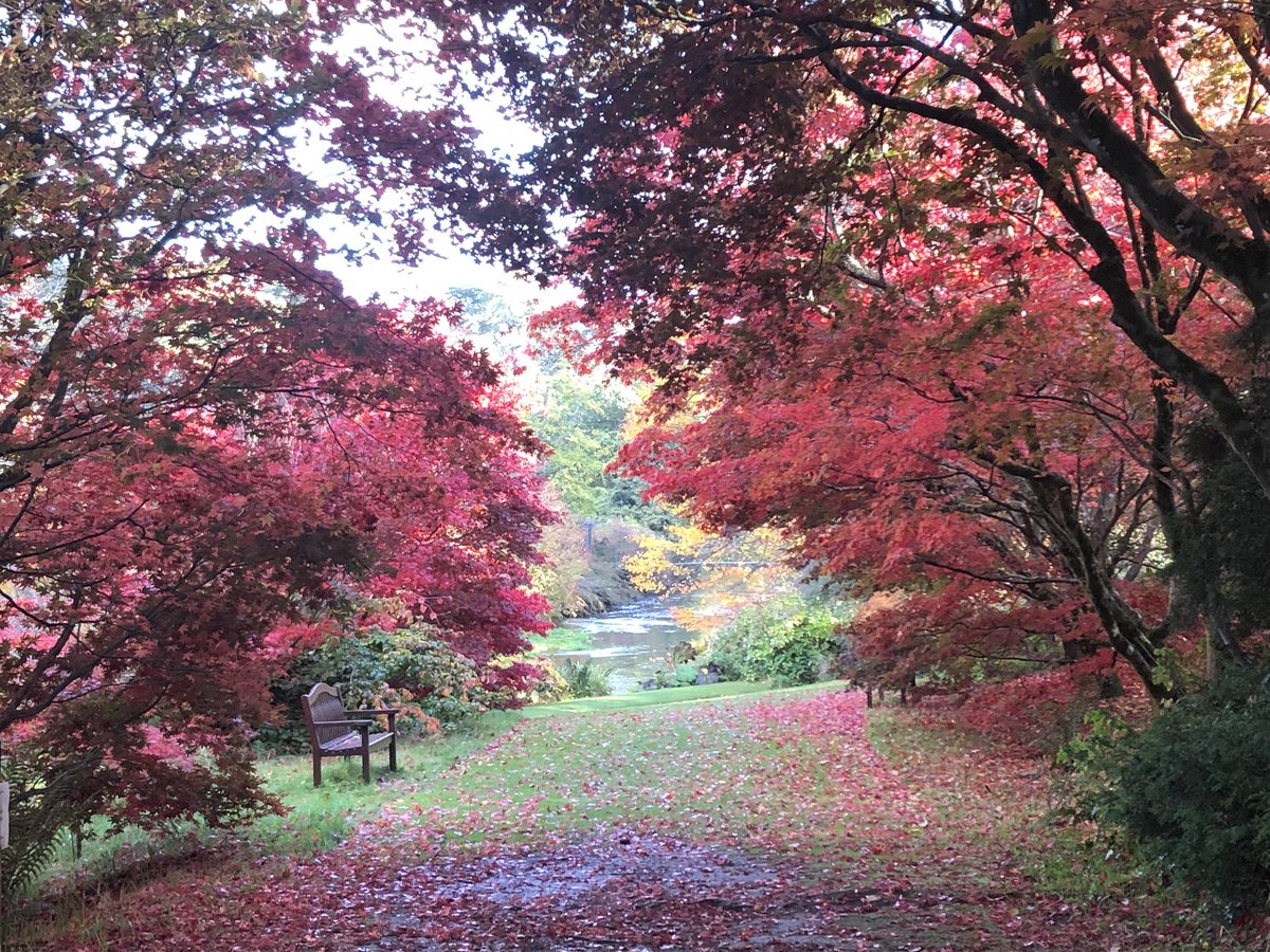 Amandao196's tweet photo. Stunning autumn 🍂 colours today at Mount Usher Gardens #5kmfromhome #wicklowtourism #discoverwicklow #level5 https://t.co/CjaSOEP3pl