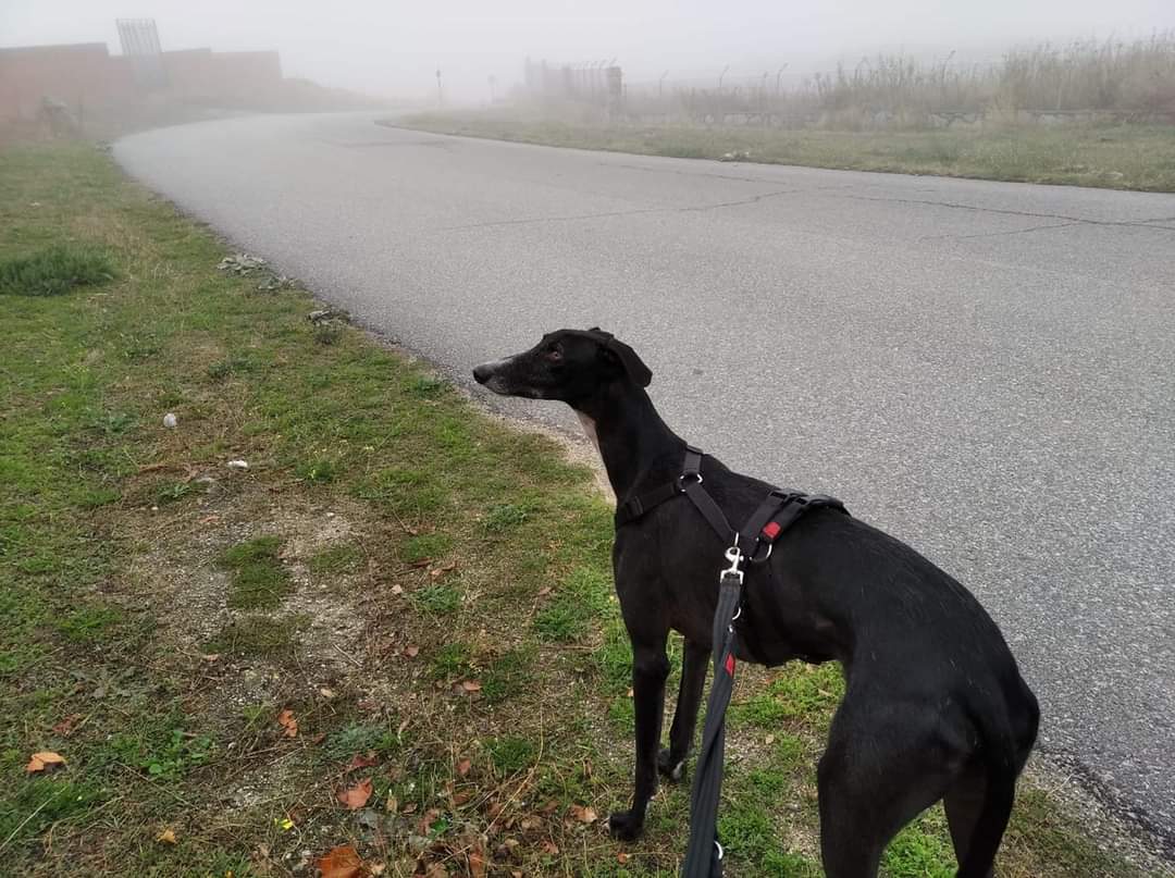 ADAAColmenar's tweet photo. C A R M E L O
No sabemos por todo lo que habrás pasado tantos meses solo vagando...pero lo que si sabemos es que eres un galgo precioso y agradecido de tener un sitio calentito donde dormir y que aun así no has encontrado tu hogar para siempre.
adopciones@adaacolmenar.org
#galgo https://t.co/7DpnycGRRq