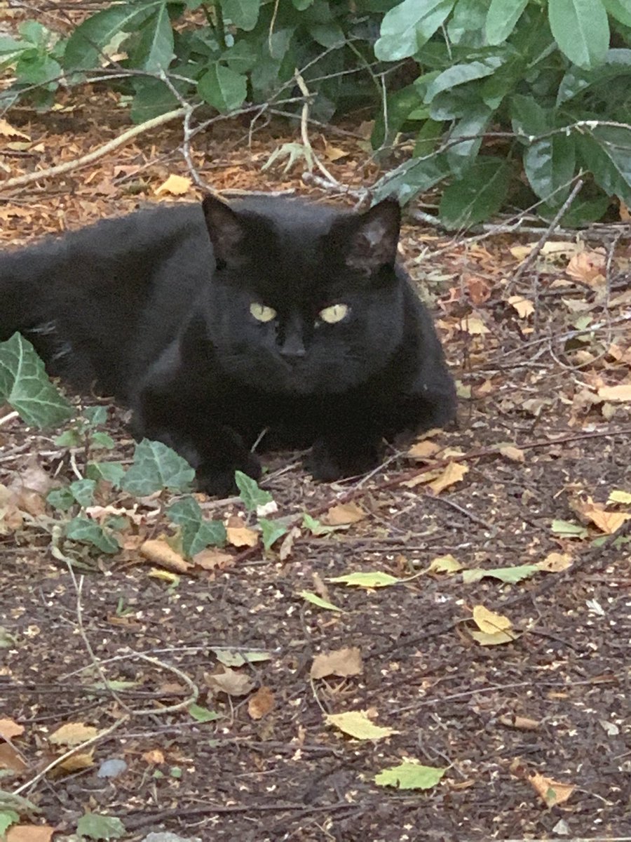 SootyCat01's tweet photo. #blackcatday #blackcatappreciationday one of the best days of the year #rescuecat #AdoptDontShop https://t.co/HD5Bp0IB23