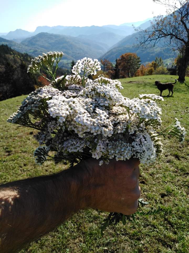 Simone the one who Occupy Italy Animals tweet media