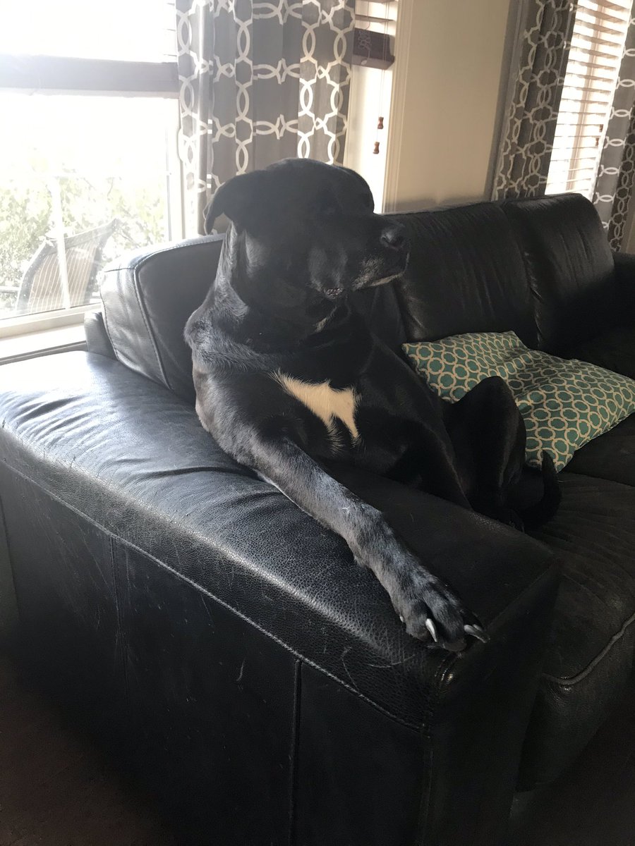 Lisaatdottified's tweet photo. This dog. #yyc #dogsoftwitter #dog #pupper #cool #doggo #relaxed #parthuman #idlikeascotch #comfy #ted @Crackmacs #dontjudgemycouchihavethreedogs https://t.co/uYWNXVzhDu