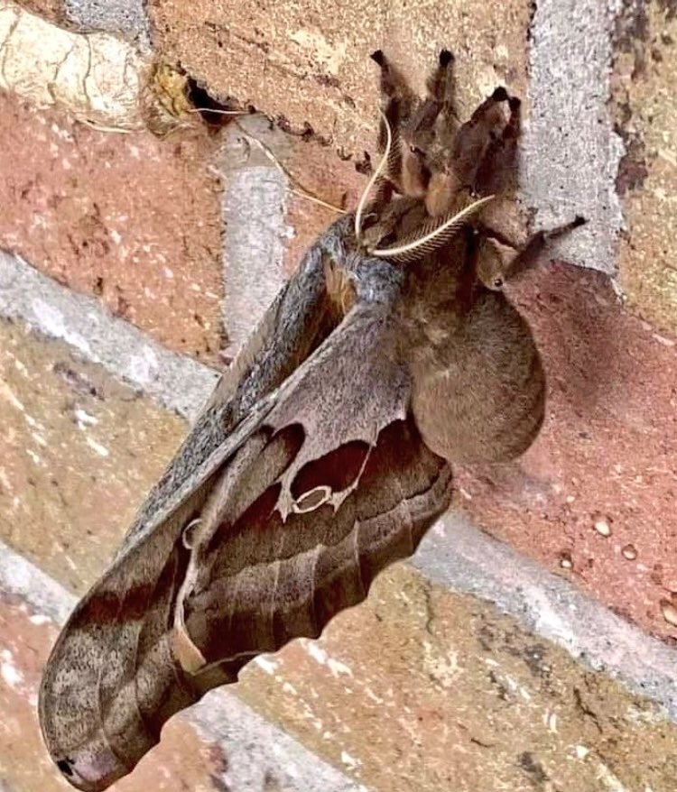 Daaaa, una tarántula mariposa?... Y En Wuham ya estan buscando los condimentos apropiados.