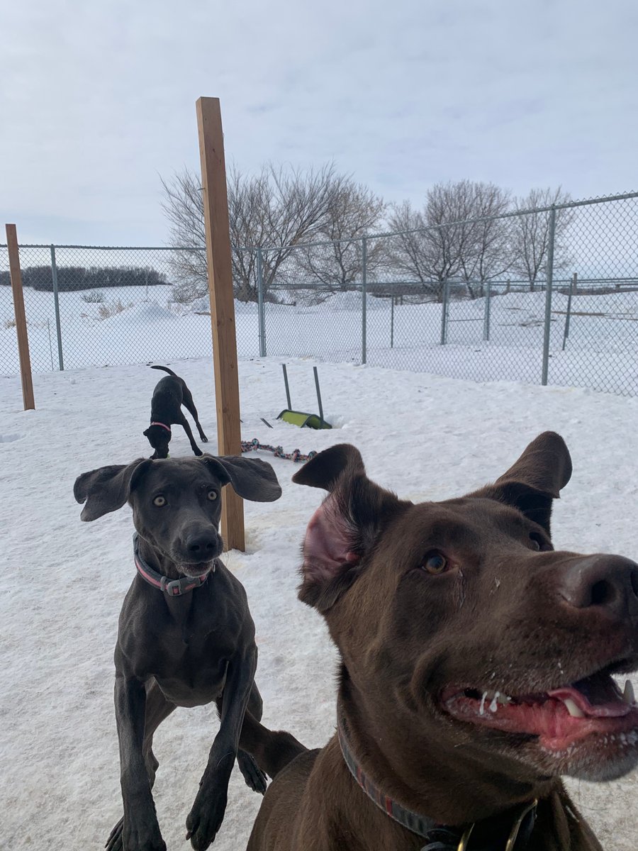 CanineAcresFF's tweet photo. Not all friends are sad it snowed last week! 

Check out these two wild pups! They are loving every second of these early flurries while at daycare. 

Does your pup enjoy the snow? Sign them up for a daycare romp spot today! https://t.co/1eAjOD6HMY