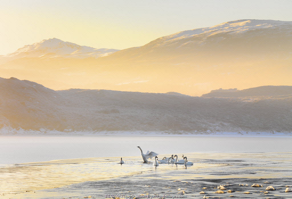 awlimages's tweet photo. Daily Inspiration: Swans on frozen water at Mulroy Bay, Co. Donegal, Ireland by Shaun Egan/ AWL Images. 

https://t.co/Mu1FwVPmev
------------⁠
⁠
#awlimages #travelphotography #stockphotography #travelstockphotography #travelandlife #ireland #donegal #mukroybay #swans #lake https://t.co/xO1kPnvAee