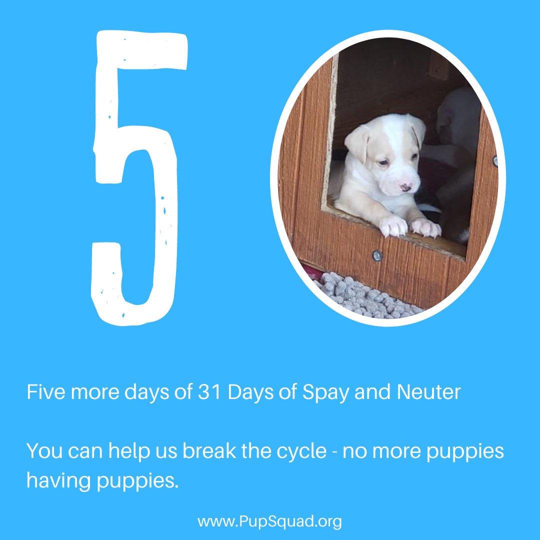 PupSquadHouston's tweet photo. 31 Days of Spay and Neuter - Day 27

We're raising money to spay and neuter 31 puppies. Can you help?

https://t.co/gdPI0WRWwk https://t.co/GCT4wXRbH3
