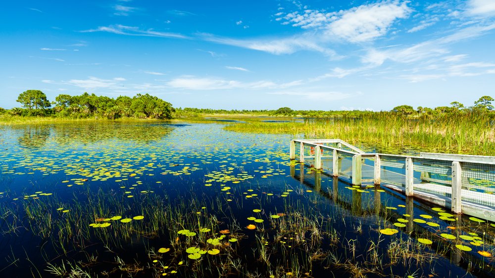 Together,  @FIUEnvironment and  @evergfoundation are providing scholarships to full-time  @FIU graduate students pursuing  @EvergladesNPS restoration-related research.  https://environment.fiu.edu/opportunities/foreverglades-scholarship/index.html