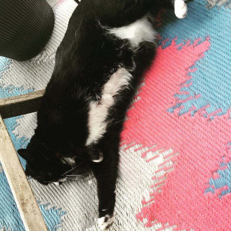 ChickenTHECat tweet media