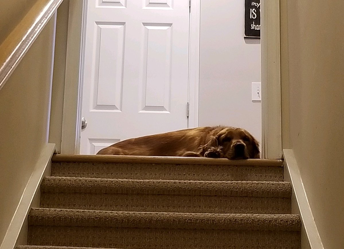 VoithValyre's tweet photo. @rainspirit11 Gilly sleeps at the top of the basement stairs so she never misses snacks on either floor. https://t.co/hmX8U5cSvD
